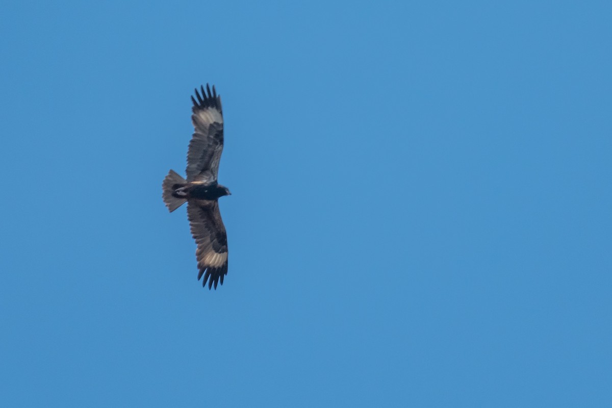 Black-breasted Kite - ML65421551