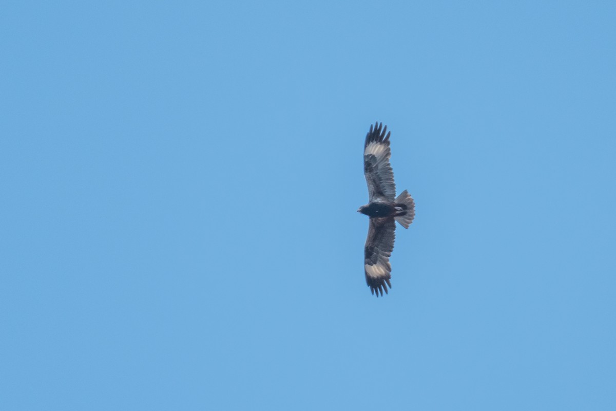 Black-breasted Kite - ML65421561