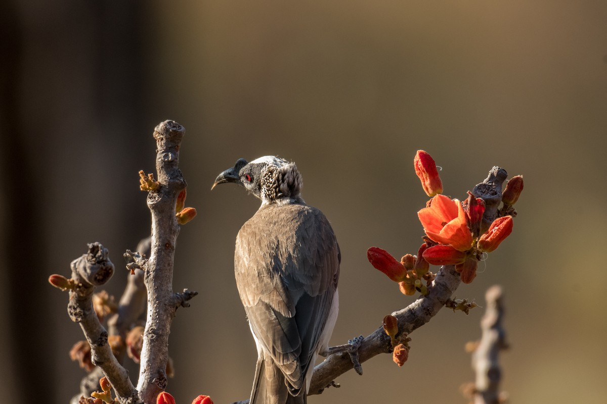 Silver-crowned Friarbird - Raphaël Nussbaumer