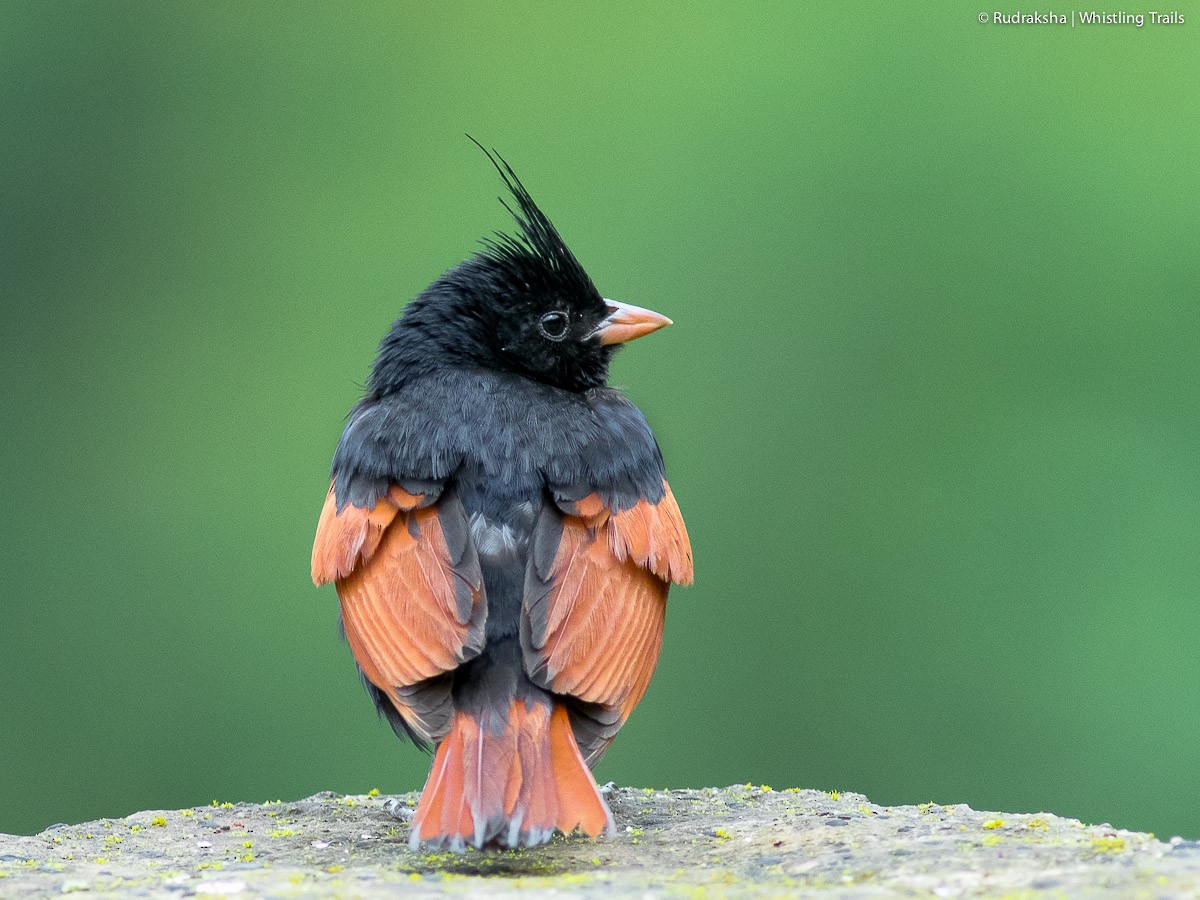 Crested Bunting - ML65422271