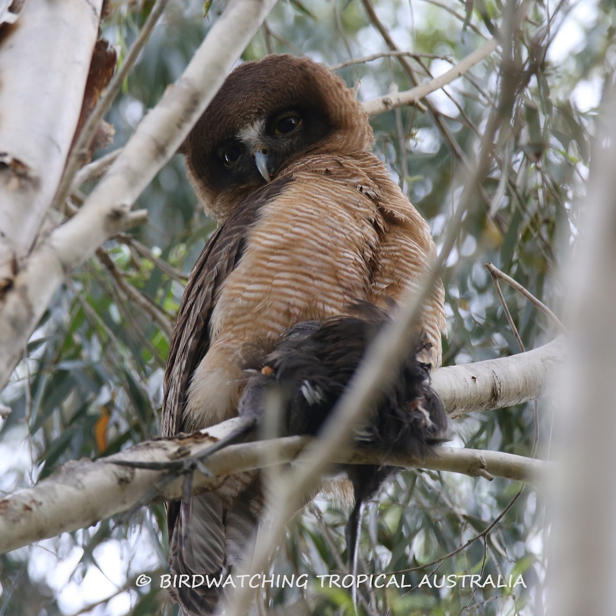 Rufous Owl - Doug Herrington || Birdwatching Tropical Australia Tours