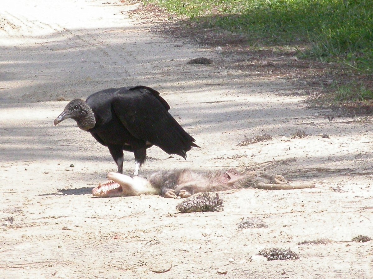 Black Vulture - Bev Hansen