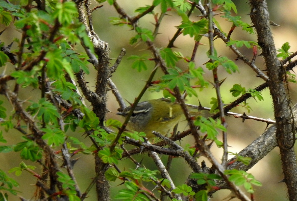 Ashy-throated Warbler - Anonymous