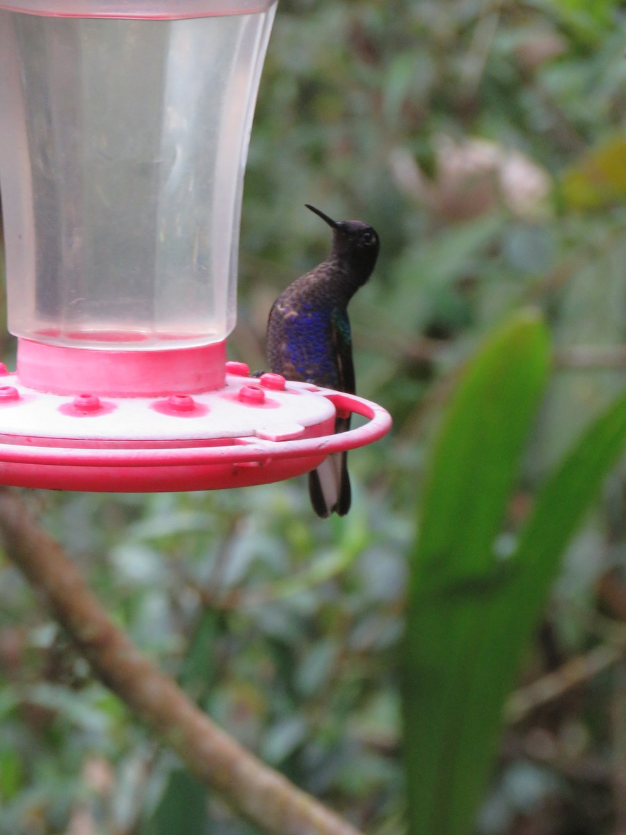 kolibřík hyacintový - ML65427871