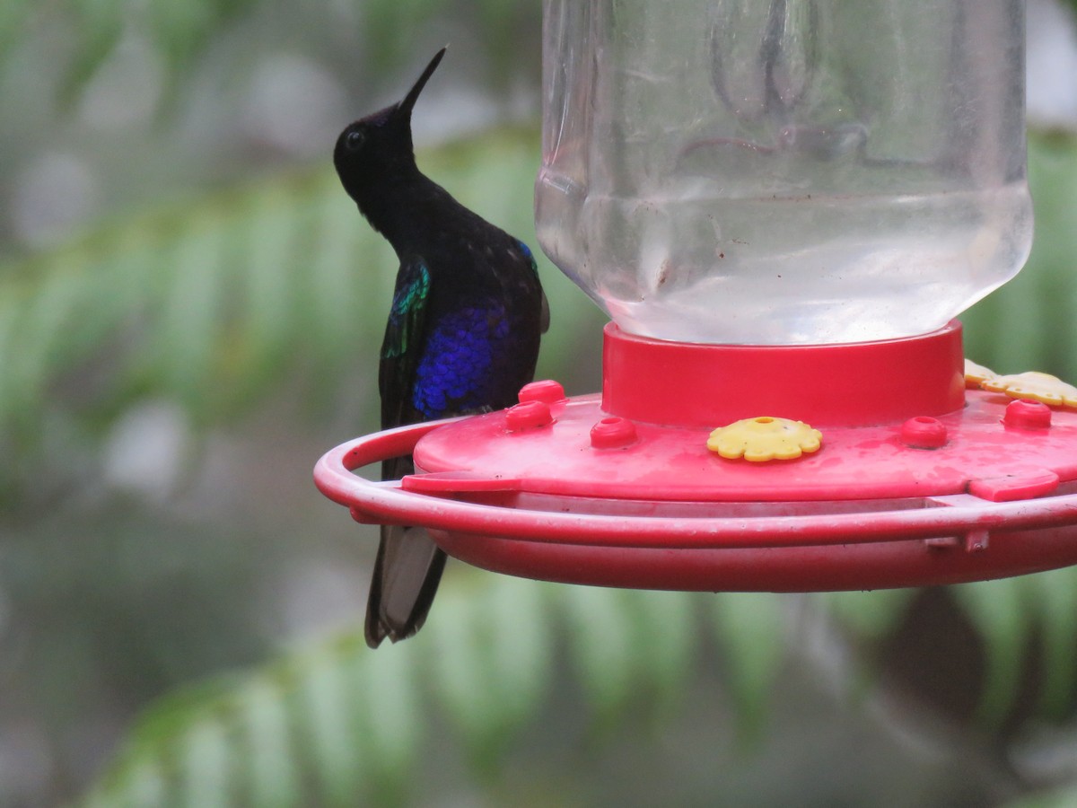 kolibřík hyacintový - ML65427881