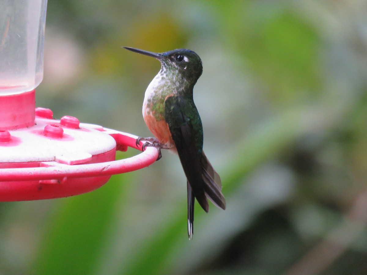 Violet-tailed Sylph - ML65427991