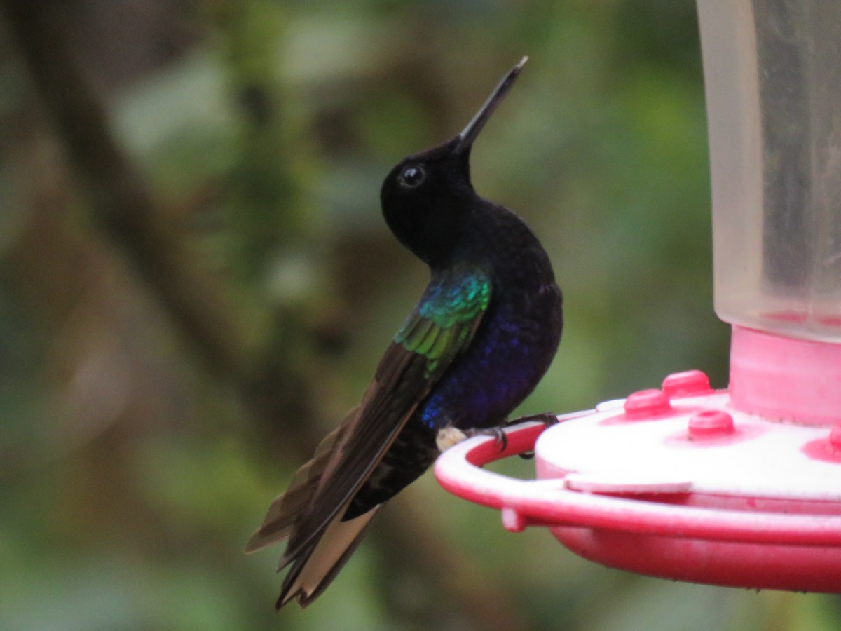 kolibřík hyacintový - ML65428041