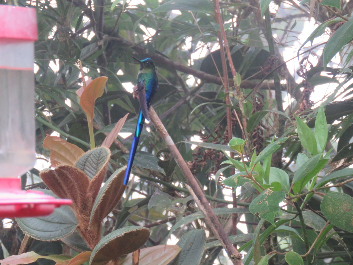 Violet-tailed Sylph - ML65428131