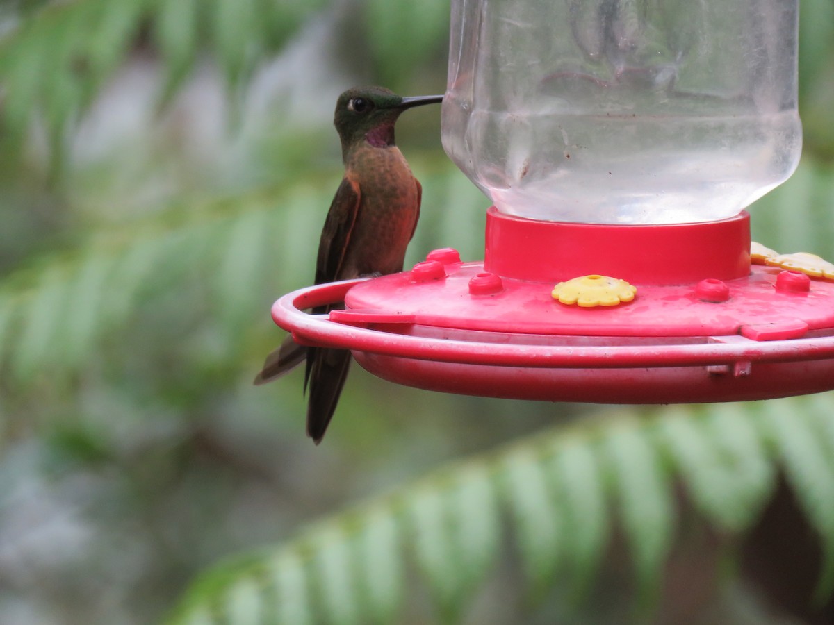 kolibřík hnědobřichý - ML65428671