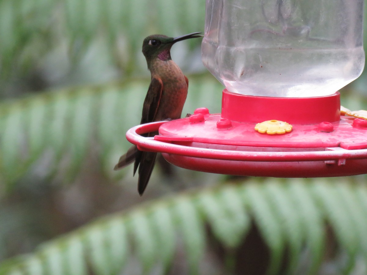 kolibřík hnědobřichý - ML65428681