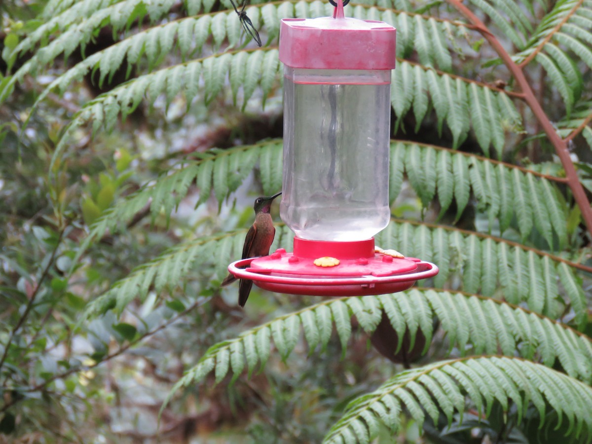 kolibřík hnědobřichý - ML65428691