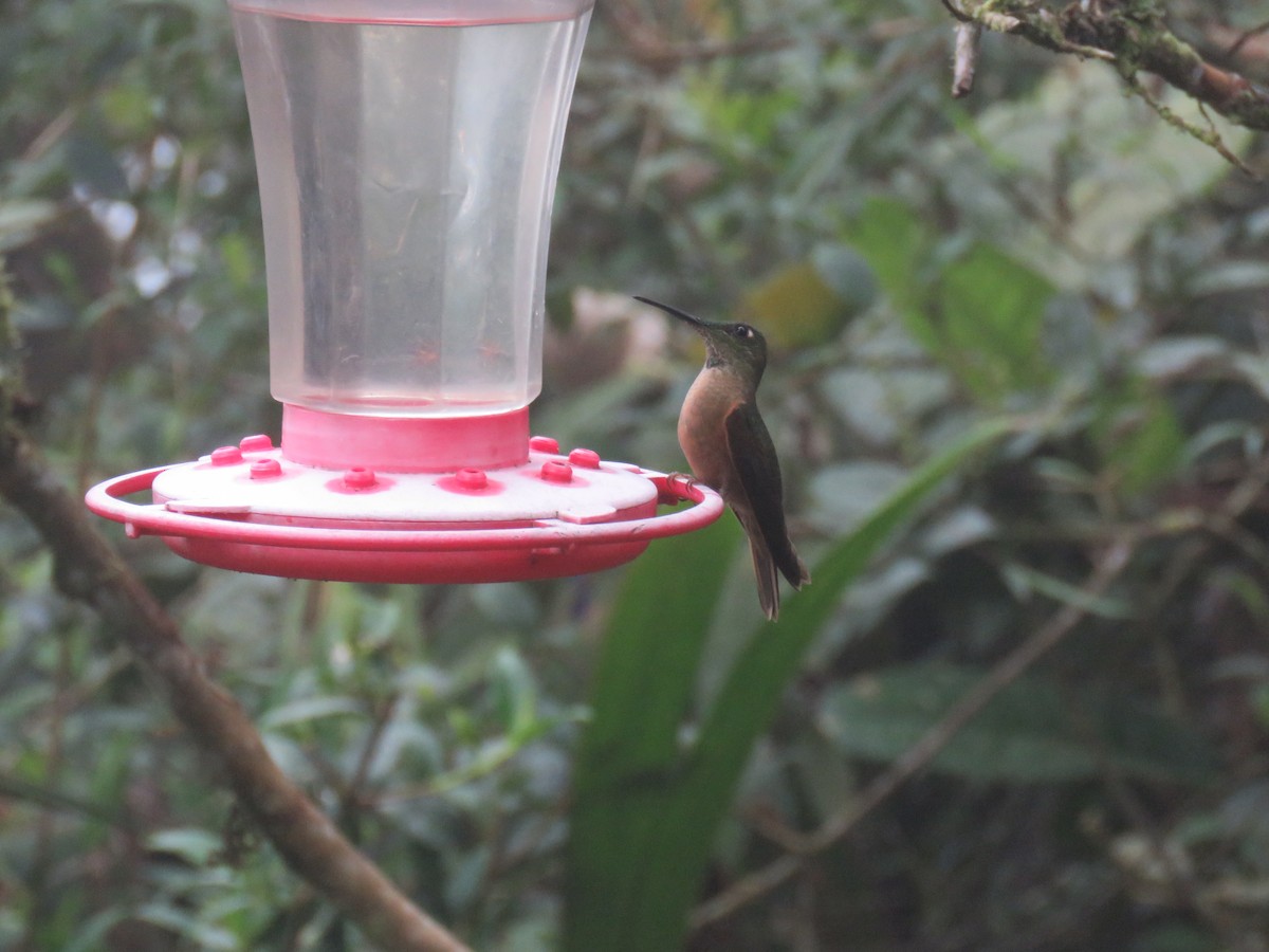 kolibřík hnědobřichý - ML65428711