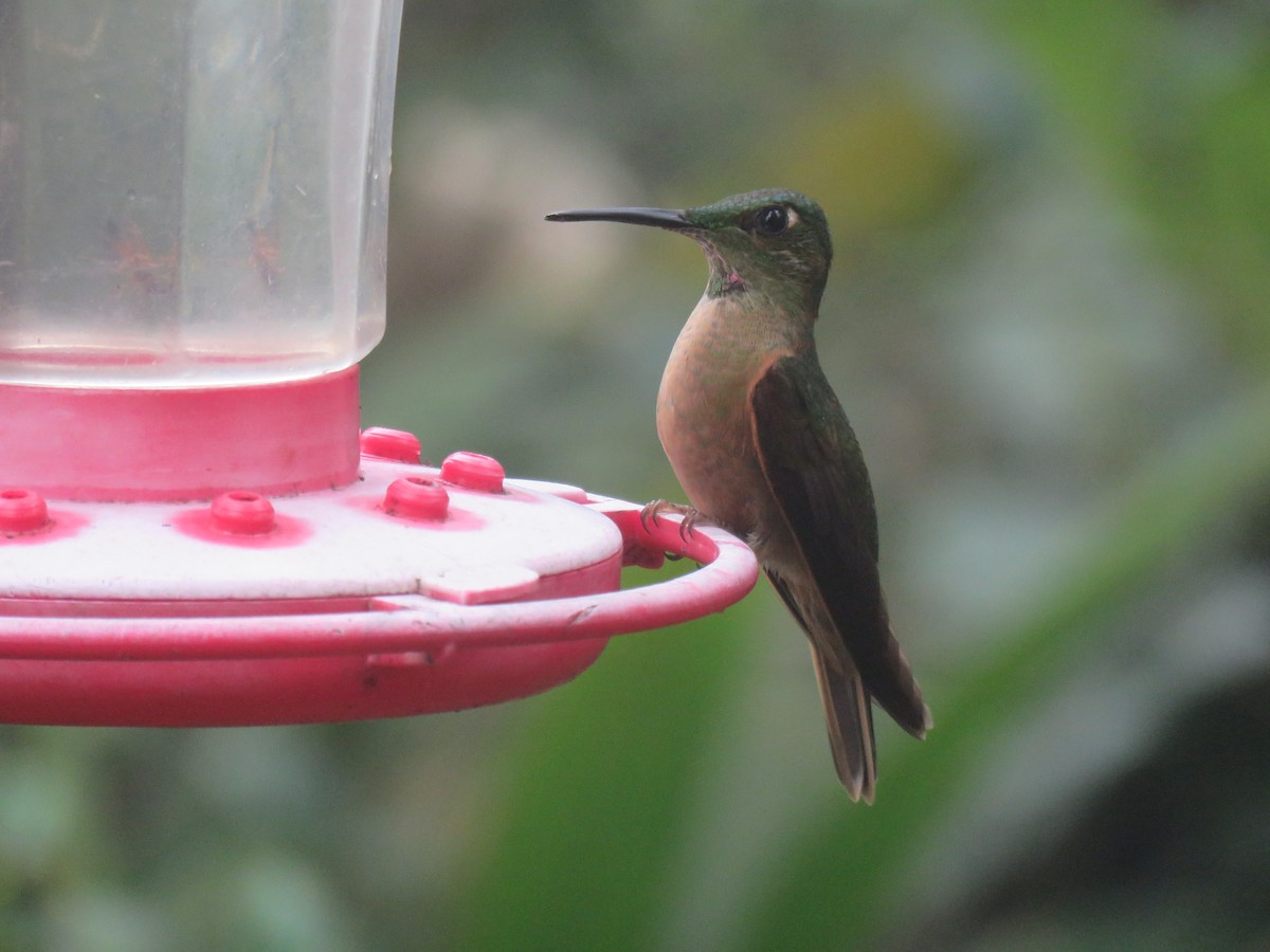 kolibřík hnědobřichý - ML65428721