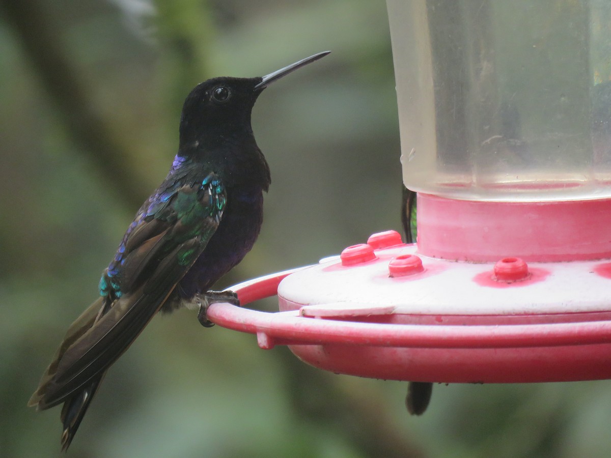 kolibřík hyacintový - ML65428791