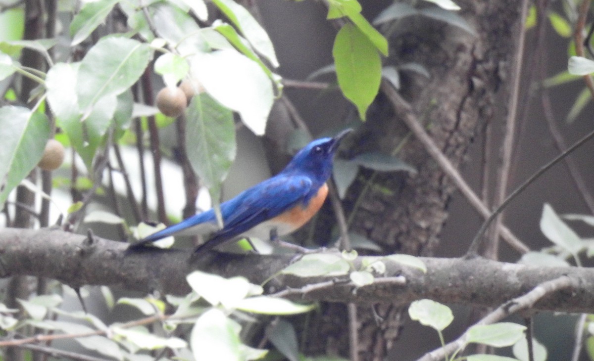 Blue-throated Flycatcher - Anonymous