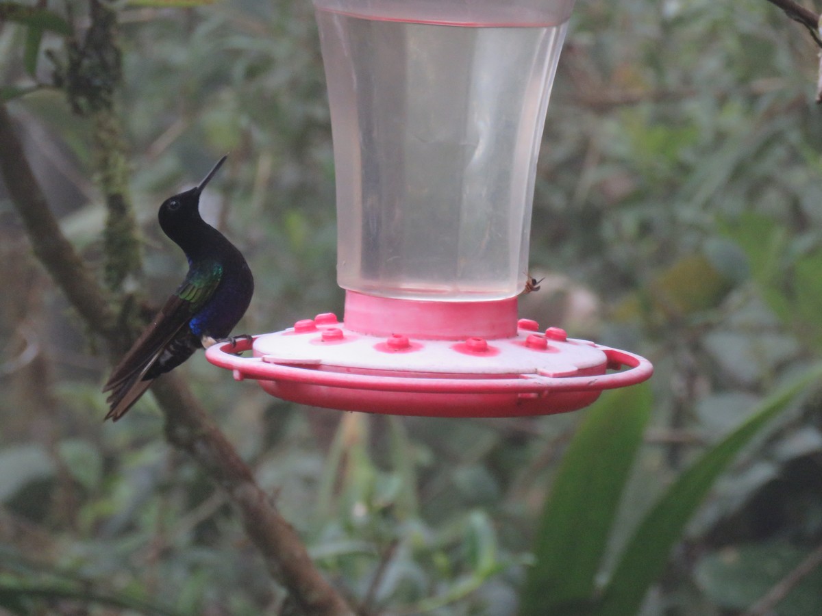 kolibřík hyacintový - ML65429201