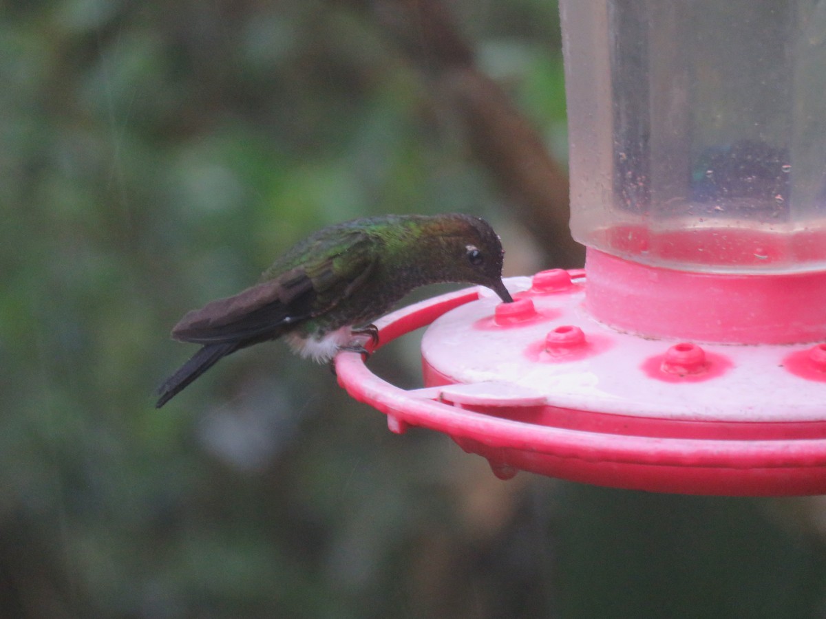 kolibřík zelenkavý - ML65429541