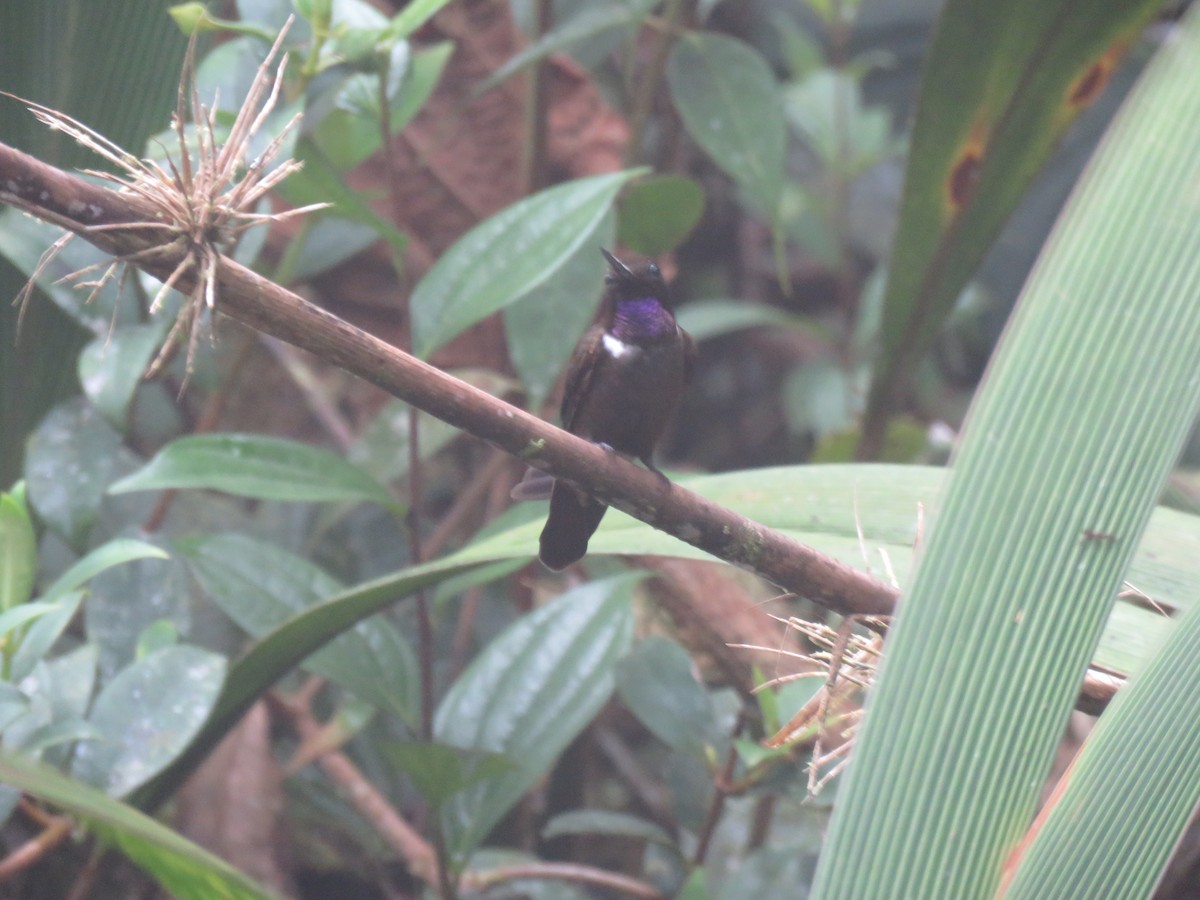 Пурпурногрудый колибри - ML65429891