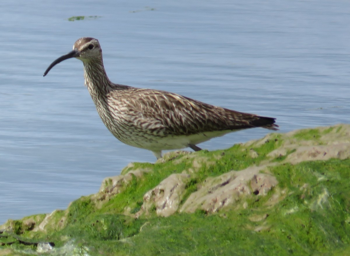 Whimbrel - George and Teresa Baker