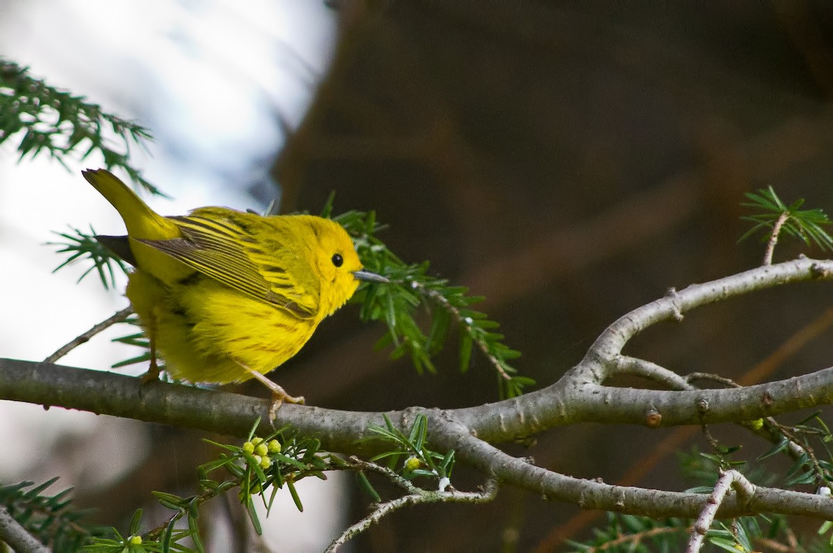 Yellow Warbler - Rob Dickerson