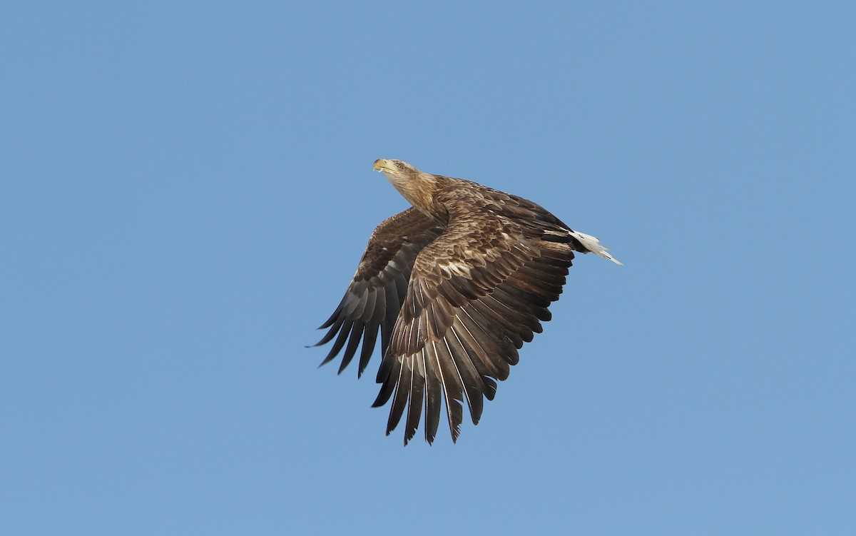 White-tailed Eagle - ML65433401