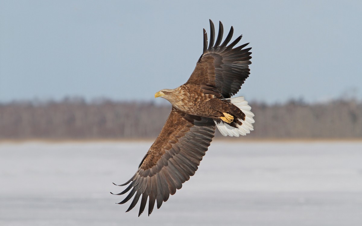 White-tailed Eagle - Christoph Moning