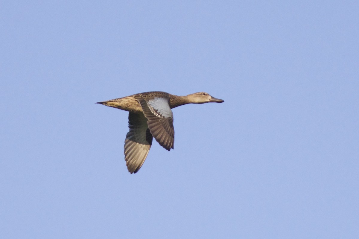 Blue-winged Teal - ML65436491