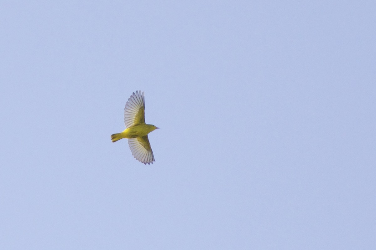 Yellow Warbler - ML65436581