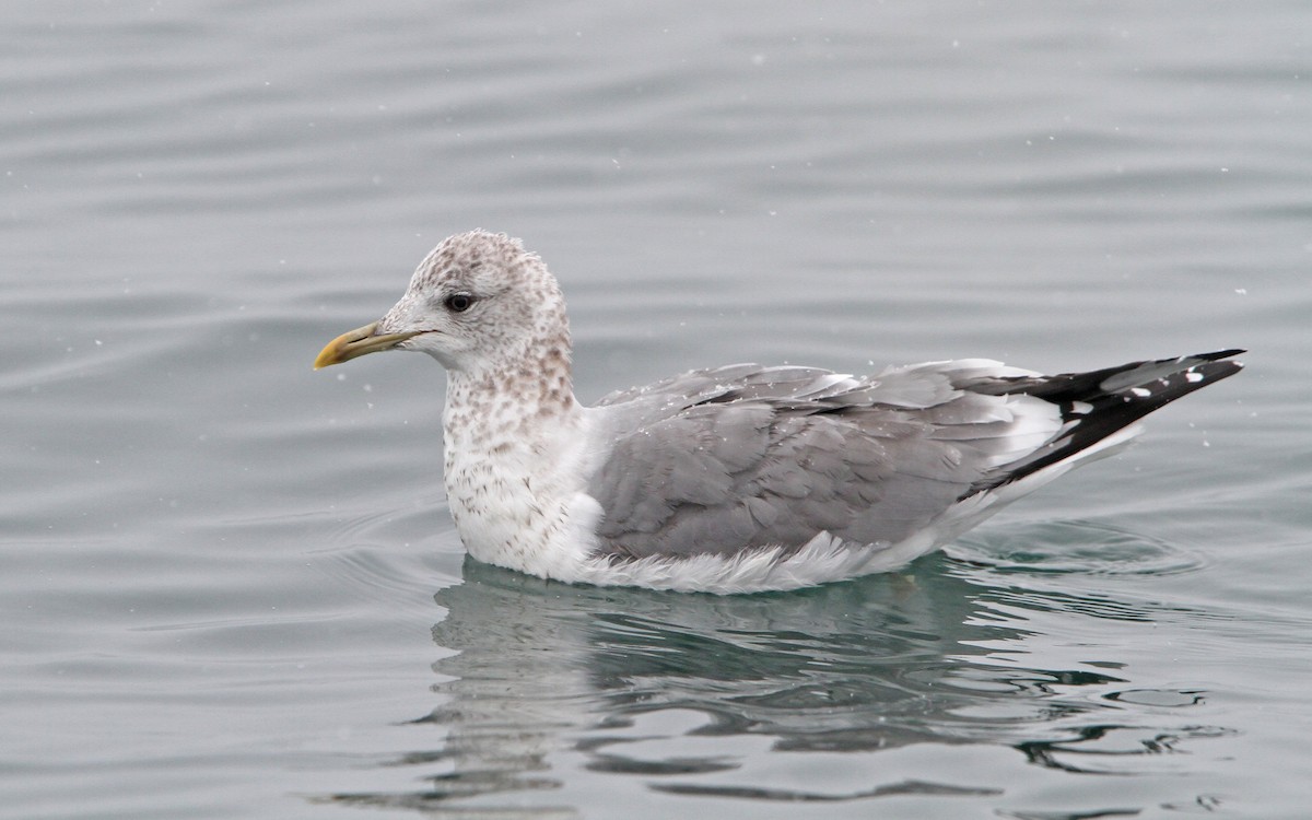 Common Gull (Kamchatka) - Christoph Moning