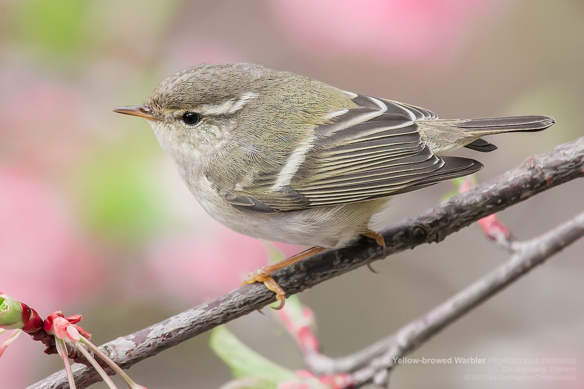 Yellow-browed Warbler - ML65438161