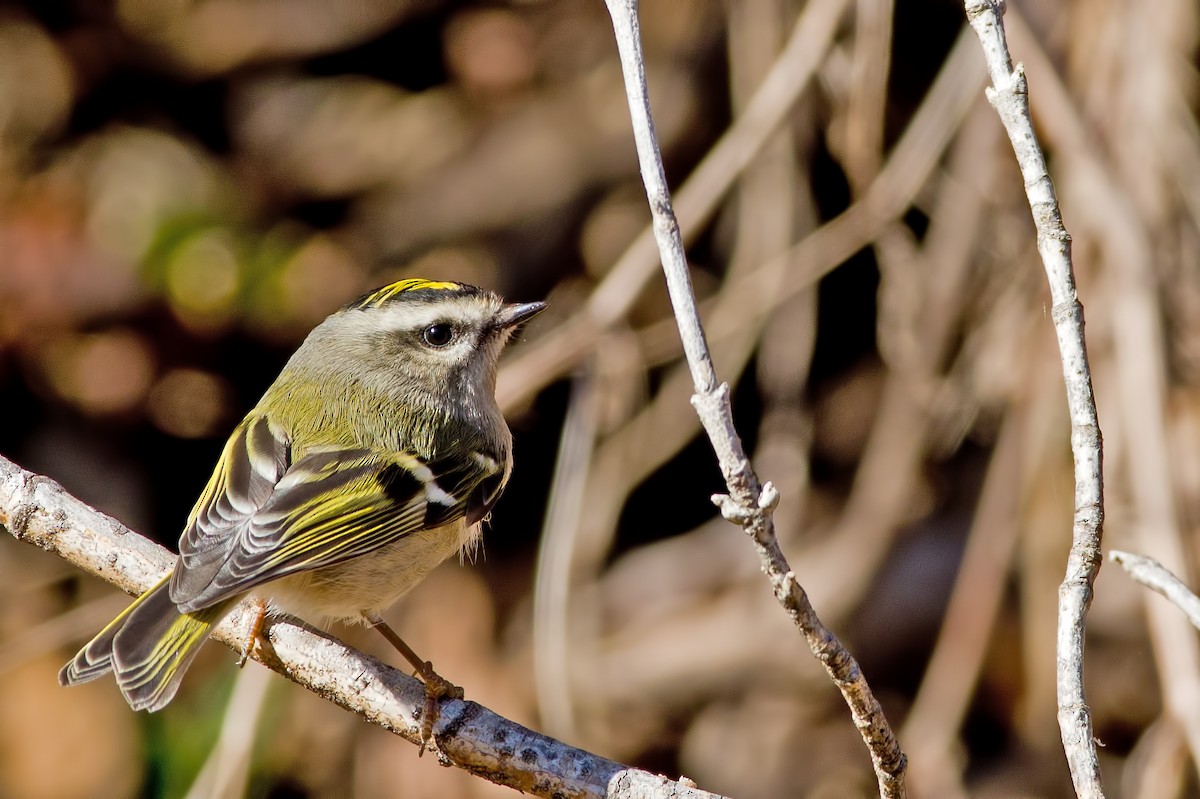 Golden-crowned Kinglet - Rob Dickerson