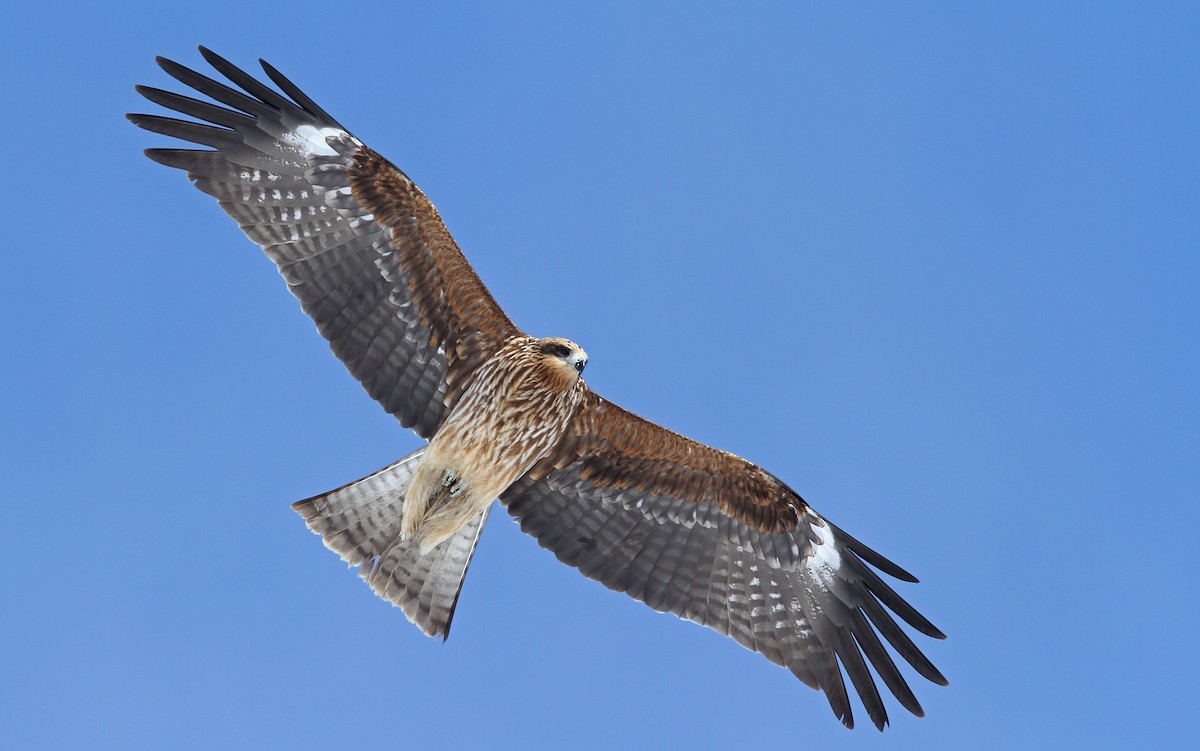 Black Kite (Black-eared) - Christoph Moning