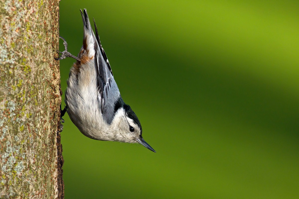 White-breasted Nuthatch (Eastern) - Rob Dickerson