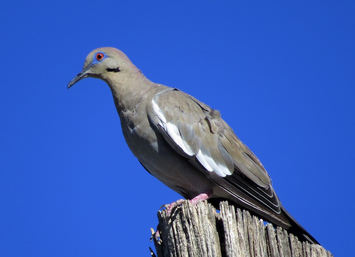 White-winged Dove - ML65446221