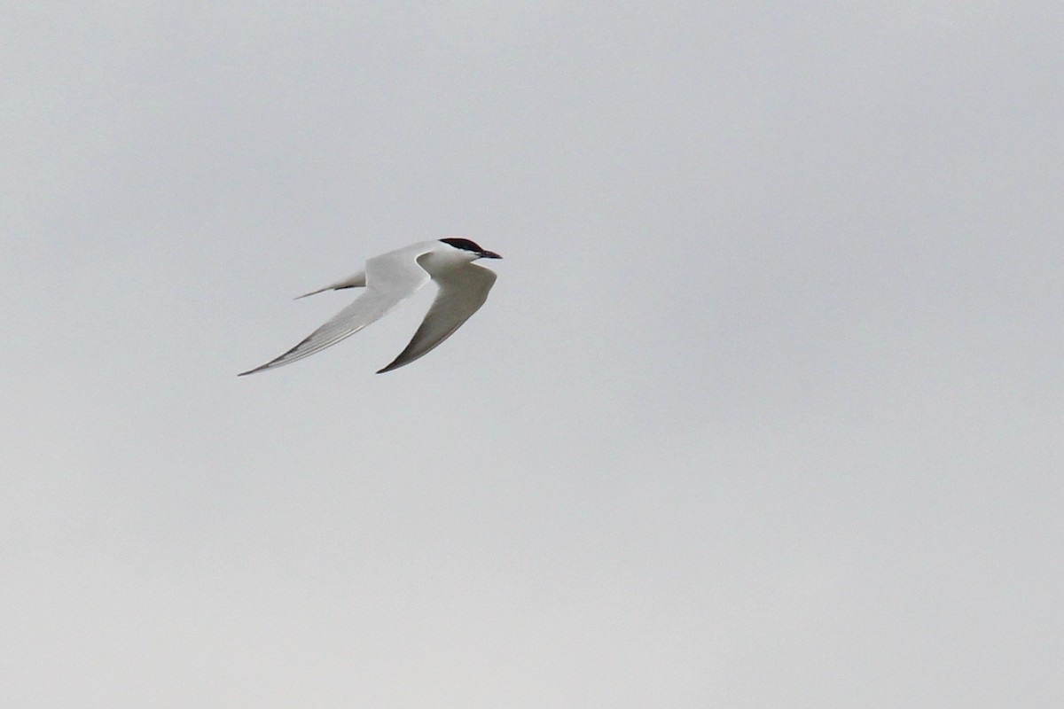 Gull-billed Tern - Oscar Moss