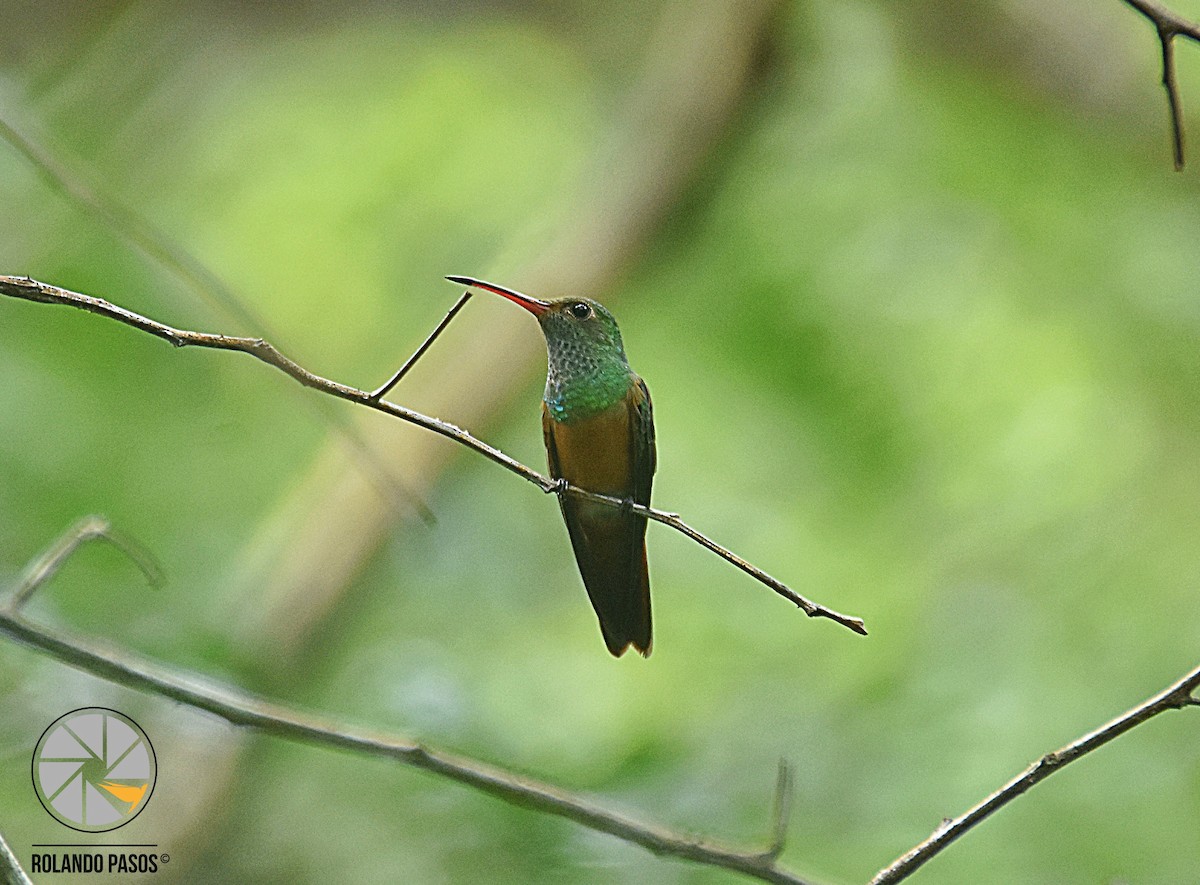 Buff-bellied Hummingbird (Yucatan) - Rolando Tomas Pasos Pérez