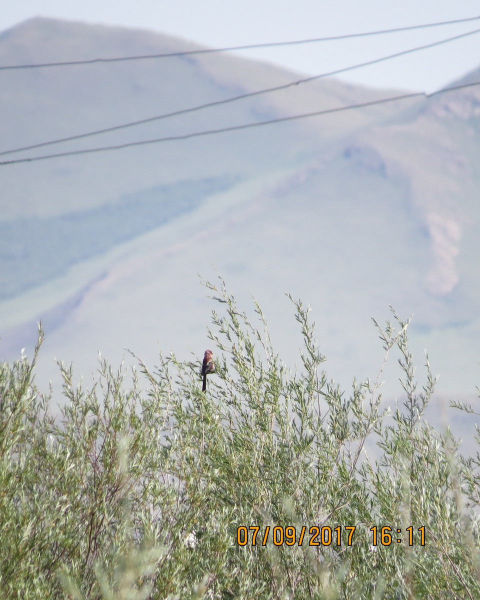 eBird Checklist - 9 Jul 2017 - Nogoon nuur - 18 species (+1 other taxa)