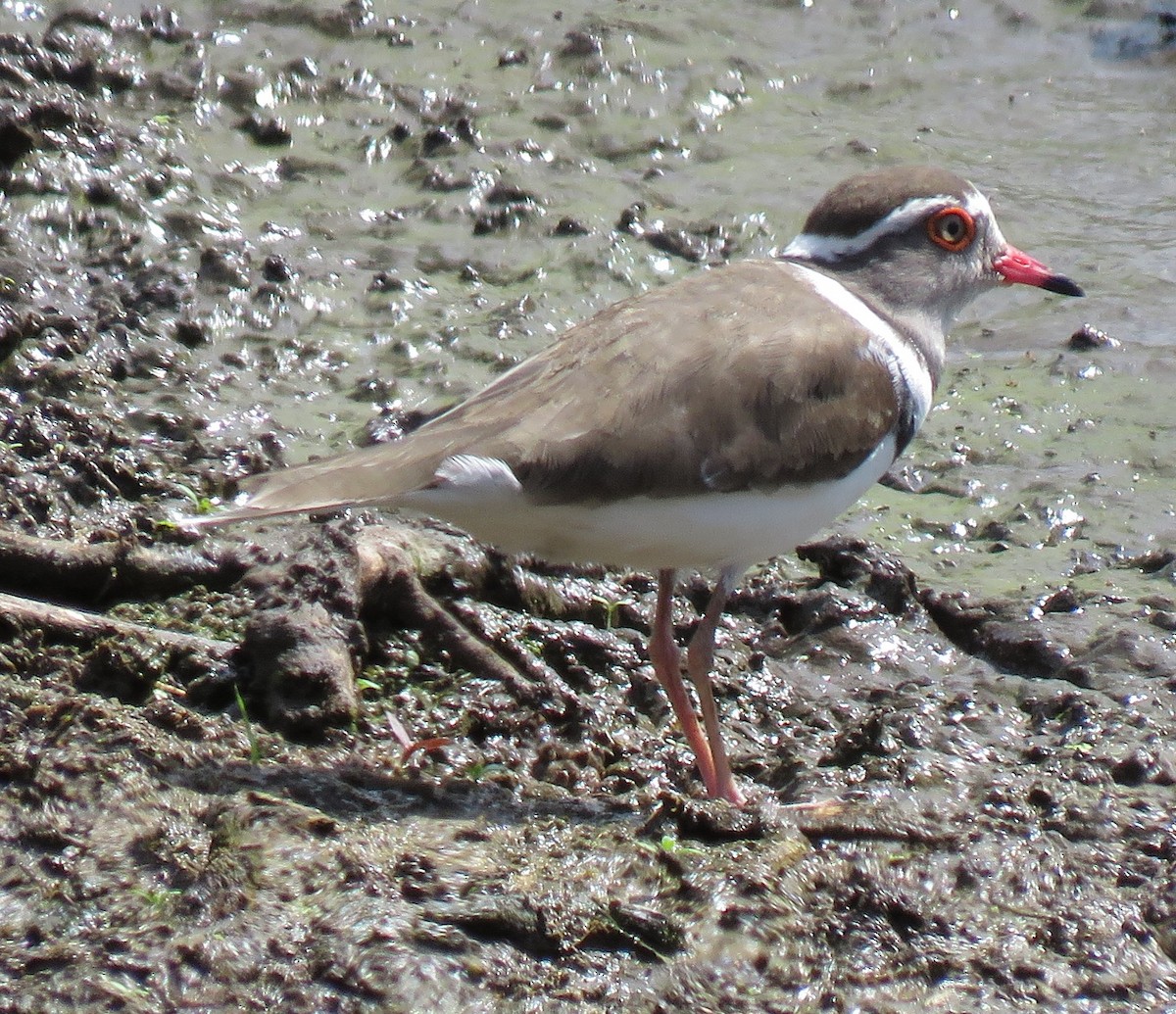 Three-banded Plover - ML65453361