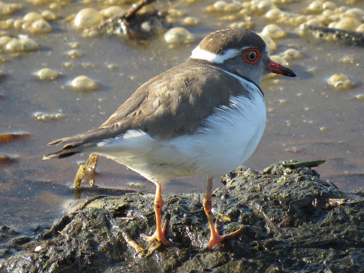 Three-banded Plover - ML65453371