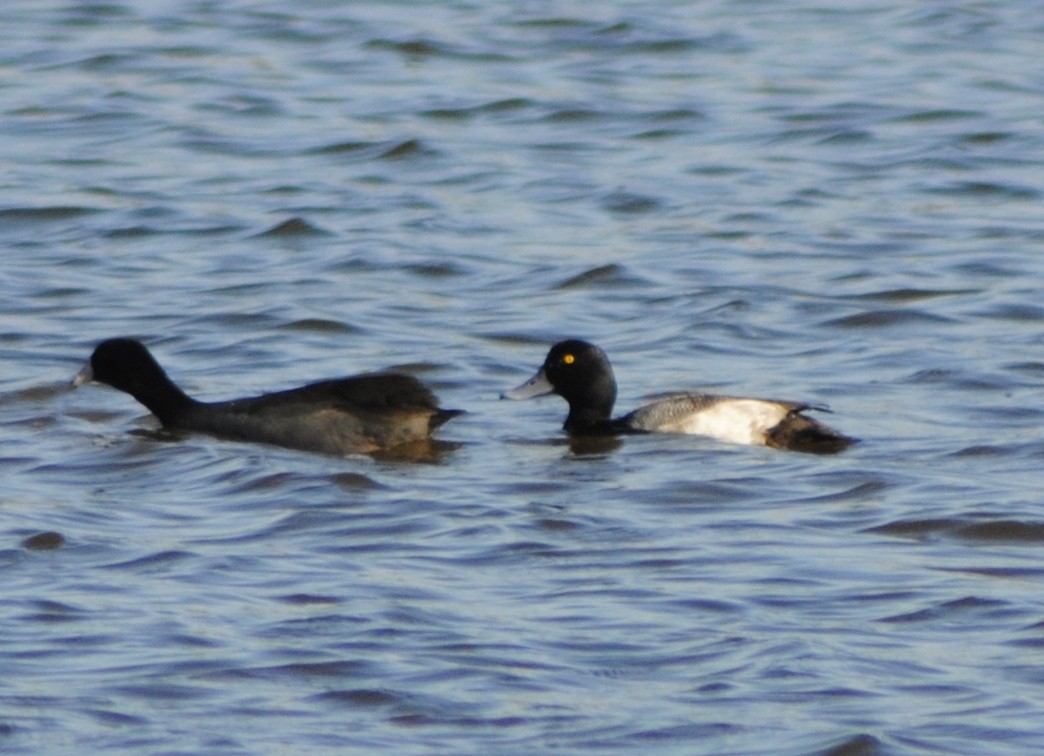 Greater Scaup - Mike Ostrowski