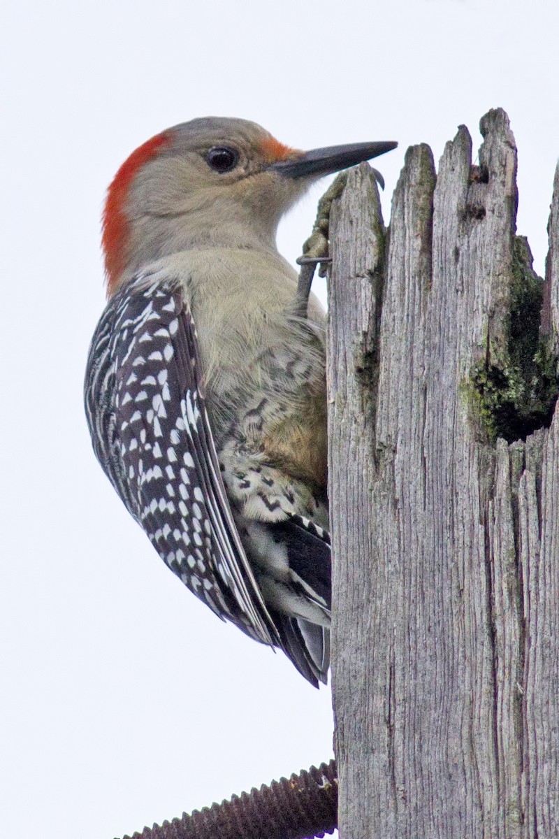 Red-bellied Woodpecker - Rob Dickerson
