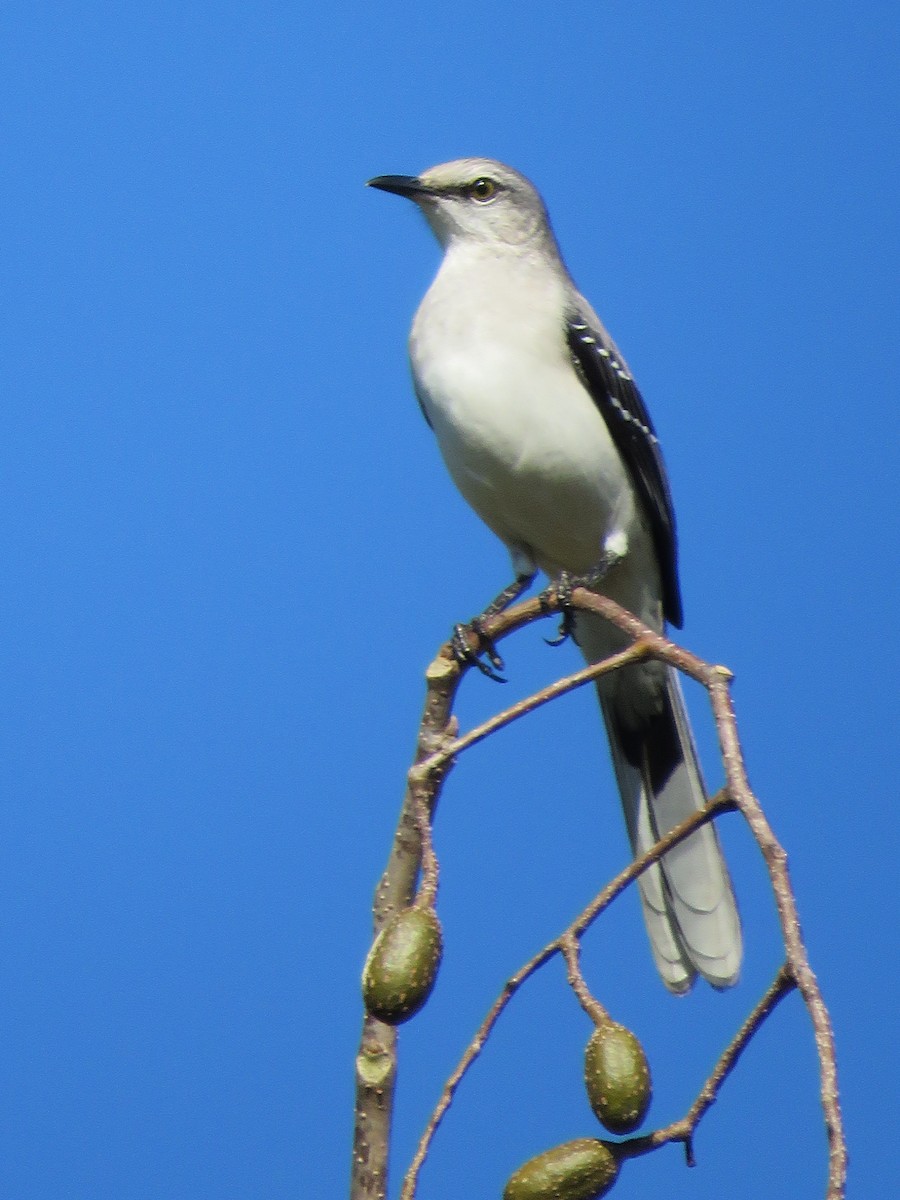 Tropical Mockingbird - Ichi Wildlife Tours