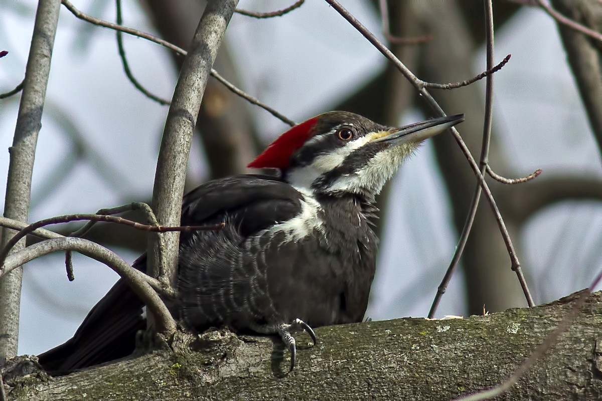 Pileated Woodpecker - Rob Dickerson