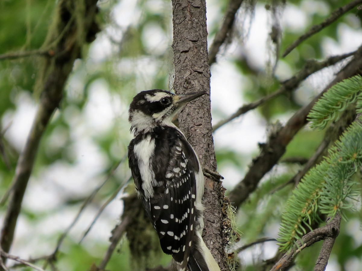 Hairy Woodpecker (Eastern) - John Gaglione