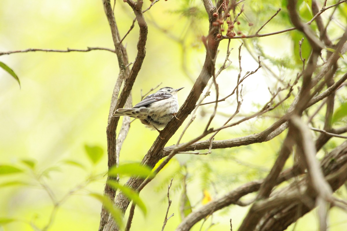 Black-and-white Warbler - ML65463881