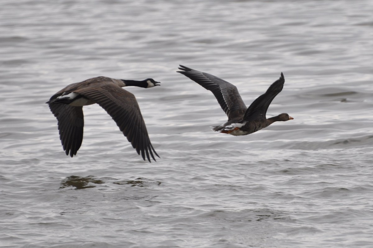 Greater White-fronted Goose - ML65465191