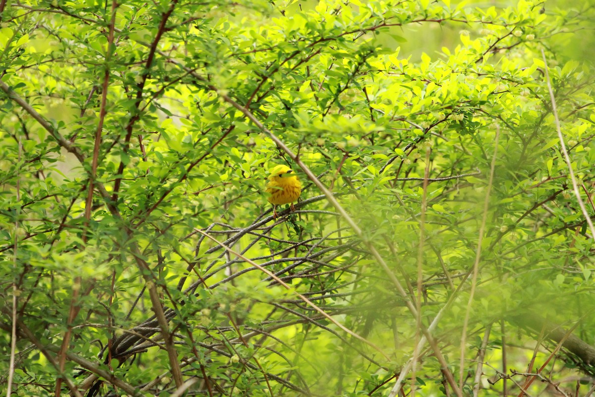Yellow Warbler - ML65466271