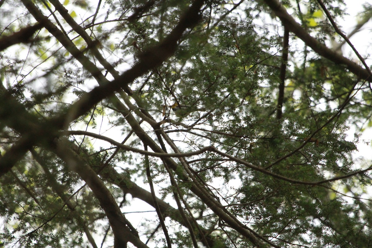 Black-throated Green Warbler - ML65467361