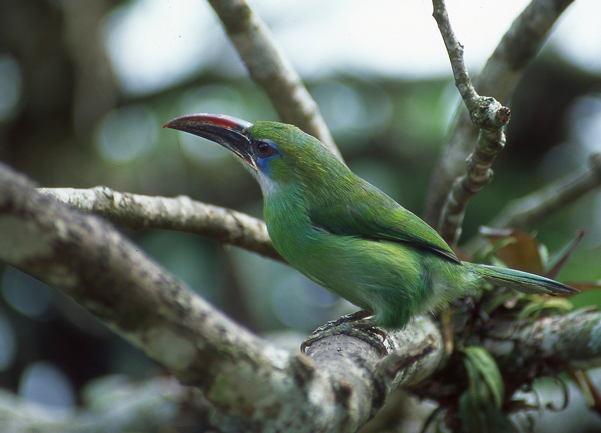 Groove-billed Toucanet (Groove-billed) - ML65467781