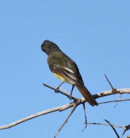 Great Crested Flycatcher - ML65470581